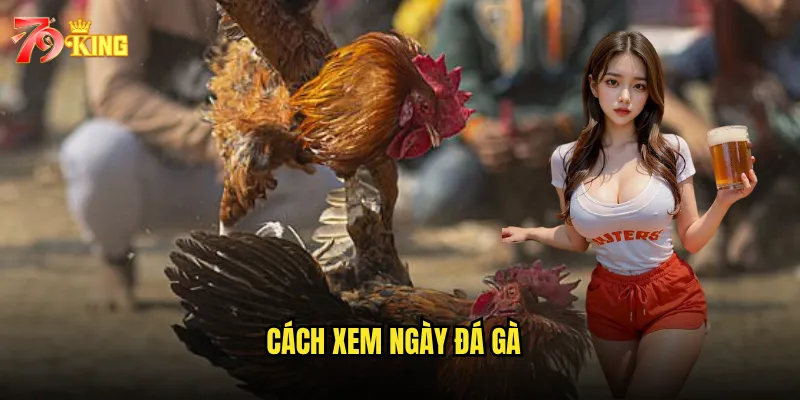 Cách xem ngày đá gà