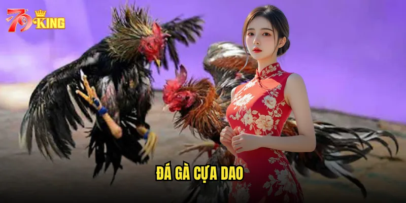 Đá gà cựa dao