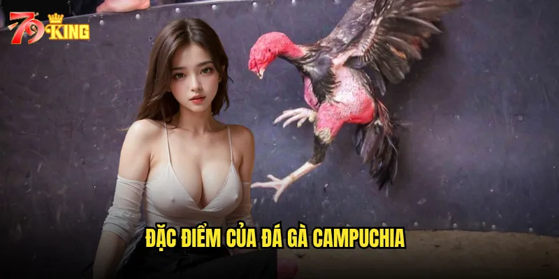Đá gà Campuchia trên website 79king có gì khác so với đá gà Việt Nam? 3 Đặc điểm của đá gà Campuchia